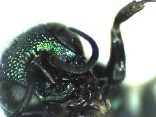 Réf. 296 959 : Hedychrum gerstaeckeri